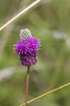 Purple prairie clover